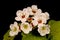 Hairy Cockspurthorn (Crataegus submollis). Inflorescence Closeup