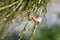 Hairy colorful caterpillar on broom branches