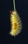 Hairy colorful caterpillar hang down from stalk