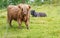 Hairy cow calf on green pasture in Scotland