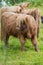 Hairy cow calf on green pasture in Scotland