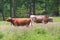 A hairy cow free to graze in the mountains