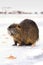 Hairy coypu on ice