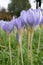 Hairy Crocus pulchellus goblet-shaped pale lilac-blue flowers
