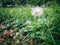 Hairy dandelion flower with fluffy stuff on top and green lawn