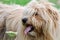 Hairy dog looking left, showing his tongue, while walking on meadow