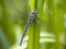 Hairy dragonfly