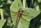 Hairy Dragonfly