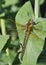 Hairy Dragonfly