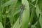 Hairy Dragonfly (Brachytron pratense)resting on a reed.