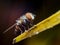 Hairy eyed fly macro photo of the insect sitting on the edge of the leaf. Used selective focus