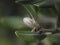 Hairy flower macro