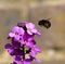 Hairy footed flower bee