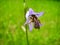 Hairy Footed Flower Bee