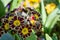 Hairy footed flower bee on primula