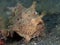 Hairy frogfish