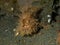 Hairy frogfish