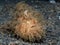 Hairy Frogfish, Antennarius striatus. Black sand, Lembeh