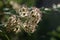 Hairy fruit capsules of a beauty bush