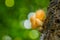 Hairy fungi in tropical forest