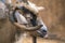 Hairy goat portrait with curly horns in the zoo, mammal animals