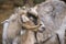 hairy goat portrait with curly horns in the zoo, mammal animals