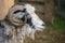 hairy goat portrait with curly horns in the zoo, mammal animals