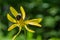 Hairy Golden Aster and Honey Bee