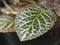 Hairy Golden pothos on blur bakground