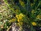 The hairy goldenrod (Solidago hispida) blooming with yellow flower heads in branching arrays at the tops of the stems