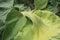 Hairy green closed stem of a flower sunflower plan