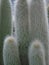 Hairy green and white long cactus