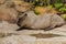Hairy grey Capybara sleeping in the zoo