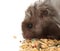 Hairy Hamster Eating Grains