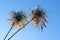 Hairy heads of autumn flowering clematis