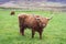 Hairy Highland cattle on green grassy field in Scotland