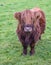 Hairy Highland cattle on green grassy field in Scotland