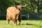 Hairy highland cow walking in grass