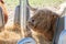 Hairy highland cows eat hay in cattle feeders.