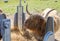 Hairy highland cows eat hay in cattle feeders.