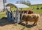 Hairy highland cows eat hay in cattle feeders.