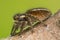 Hairy Jumping Spider on a Tree Branch in Spring