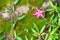 Hairy Keruing flower on the ground full of green moss and grass.