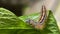 Hairy lackey moth caterpillar close-up. Malacosoma neustria