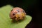 Hairy Ladybug on top of young leaf