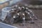 Hairy and large tarantula spider in terrarium close up.