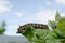 Hairy larva of the Caterpillar of the Cocoonworm grass crawling on a green leaf of burdock against the sky closeup, selective focu