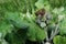 Hairy larva of the Caterpillar of the Cocoonworm grass crawling on a green leaf of burdock against the sky closeup, selective focu