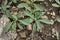 Hairy leaves of Hieracium pilosella plant