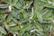 Hairy leaves of Mouse-ear hawkweed